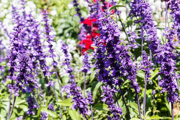 Flor púrpura (Salvia azul ) — Foto de Stock