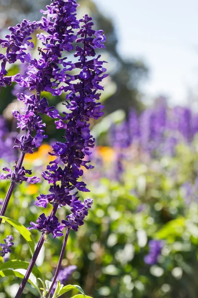 Flor púrpura (Salvia azul ) — Foto de Stock