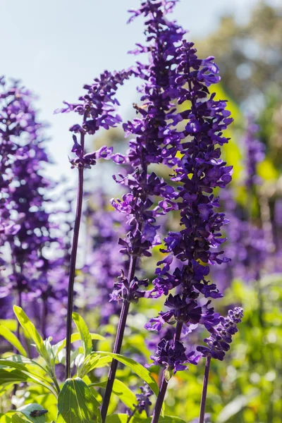 Flor púrpura (Salvia azul ) — Foto de Stock