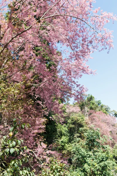Virágzó rózsaszín virág vadon élő himalájai cseresznye a hegyen — Stock Fotó