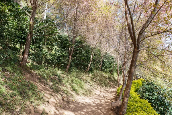 Caminhada na floresta — Fotografia de Stock