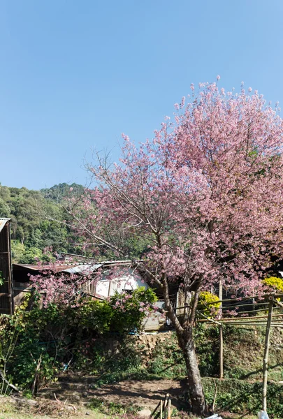 Virágzó rózsaszín virág vadon élő himalájai cseresznye a hegyen — Stock Fotó