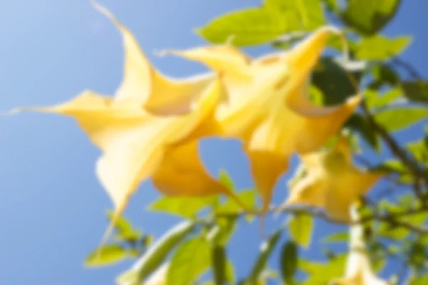 Rozmazaný rozostřeného žluté Durman květina pro poza — Stock fotografie