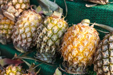 ananas raf Satılık