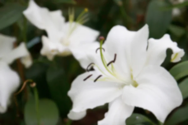 Rozmazane niewyraźne obraz kwitnący biały lilly w kwietnik na — Zdjęcie stockowe