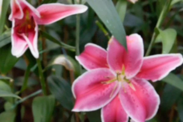 B の花壇でぼやけたイメージの咲くピンク リリー — ストック写真