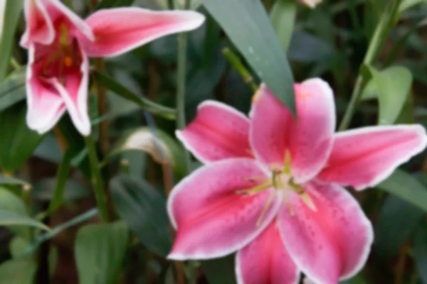 B flowerbed çiçek açan bulanık ufuk görüntü pembe lilly — Stok fotoğraf