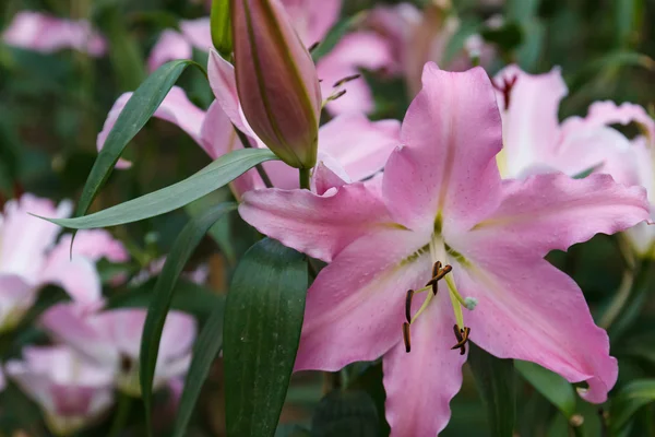 ピンク リリーの花壇で咲く — ストック写真