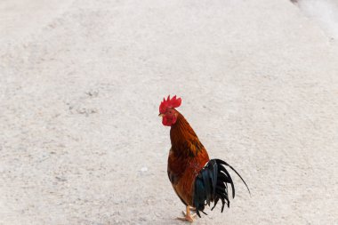 tavuk serbestçe grupta yaşıyor 