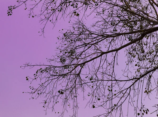 Rama y hojas con cielo púrpura para el fondo —  Fotos de Stock