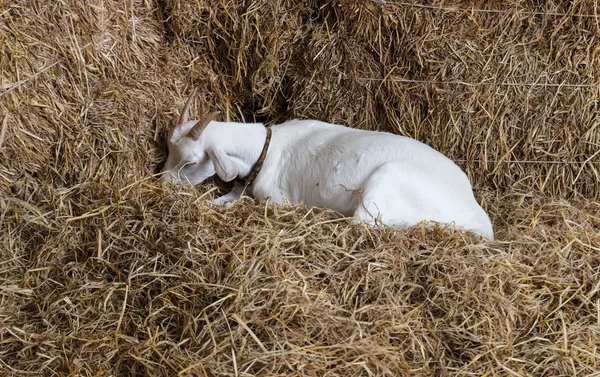 Goat in the farm — Stock Photo, Image