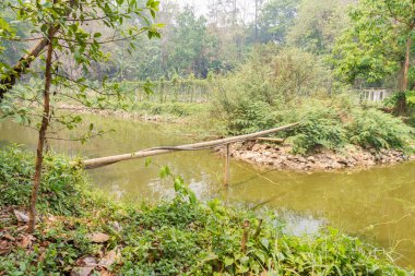 gölden bambu ve kauçuk tüp