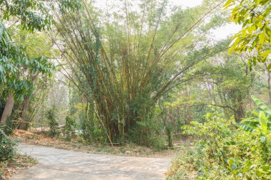 büyük bambu ağacı 