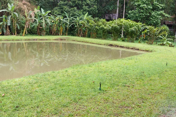 Kolam dengan pohon pisang di tepi air — Stok Foto