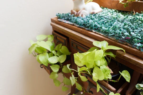 Plante dans le tiroir de bureau — Photo