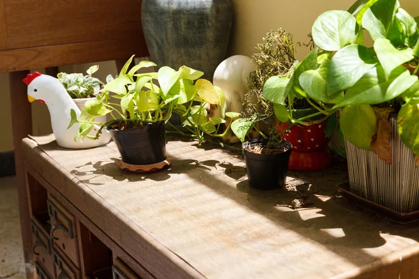 Plant on old wooden desk drawer — Stock Photo, Image
