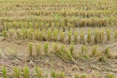 pirinç çeltik alan saman