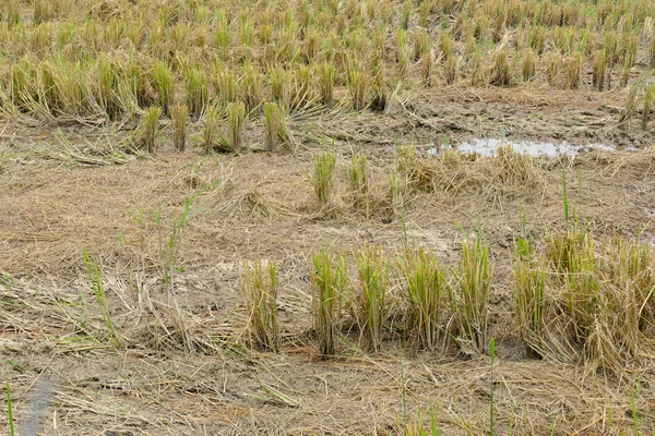 Halm i ris risfält — Stockfoto