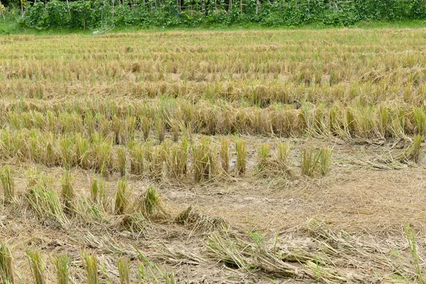 Солома на рисовом поле — стоковое фото