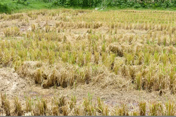 Rizs paddy field szalma — Stock Fotó