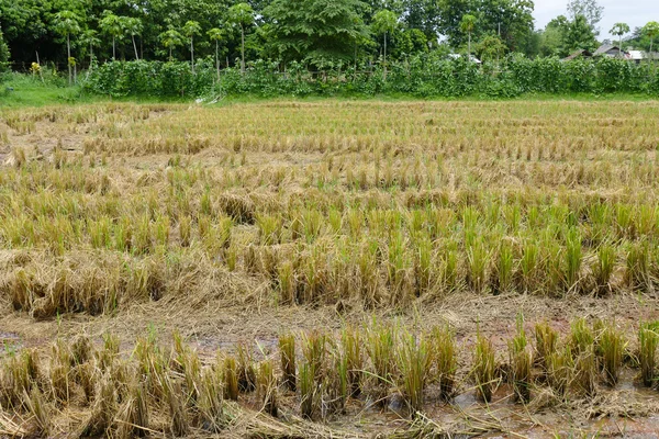 Jerami di sawah — Stok Foto