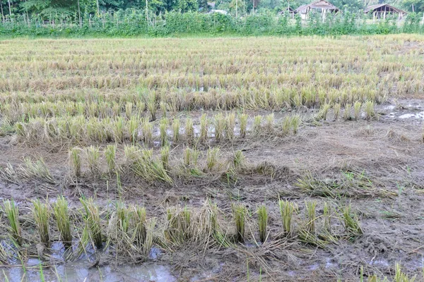 Солома на рисовом поле — стоковое фото