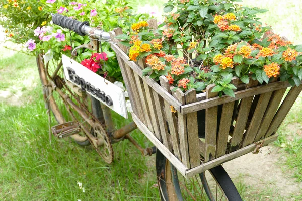 Velha bicicleta preta enferrujada com vaso de flores em cesta de madeira — Fotografia de Stock