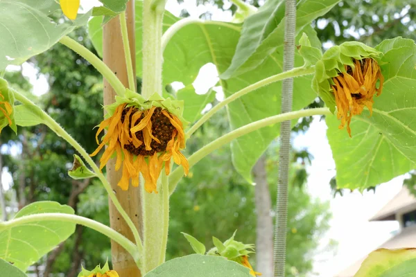 Welke Sonnenblume im Garten — Stockfoto