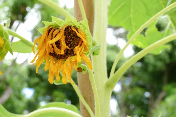 Withered sunflower in the garden — Stock Photo, Image