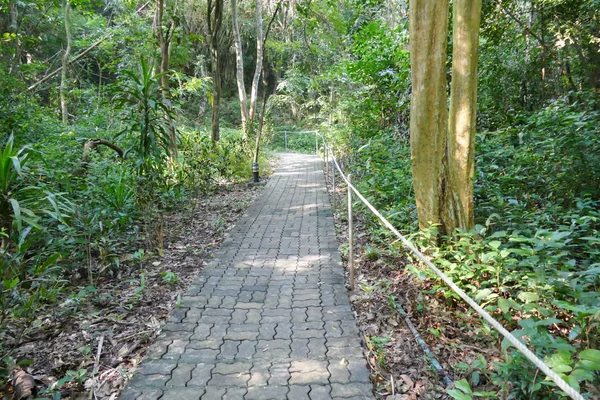 Gångvägen i djungeln — Stockfoto