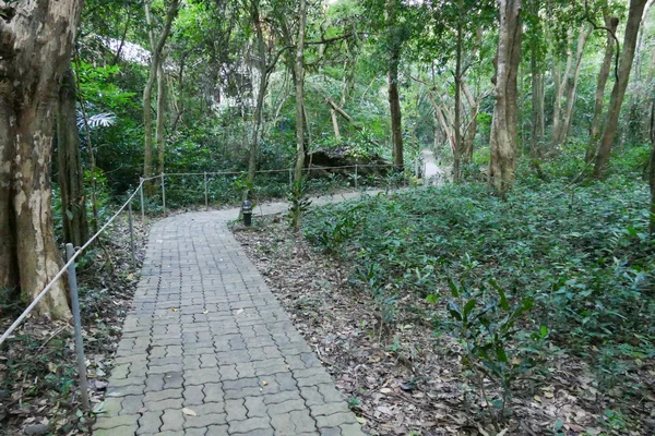 Walkway in the jungle — стоковое фото