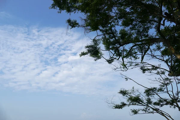 Vista del cielo y del árbol — Foto de Stock