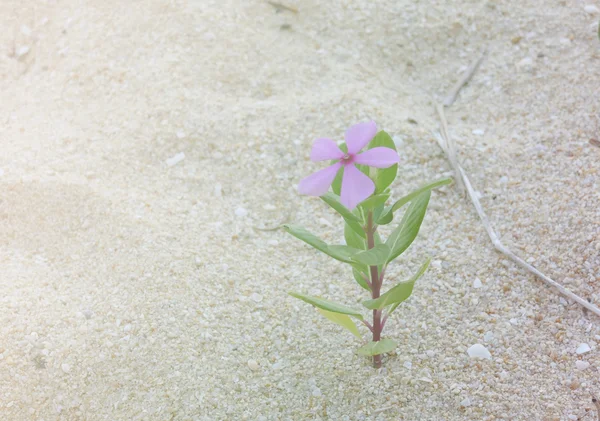 Purple flower growing on the sand — Stock Photo, Image