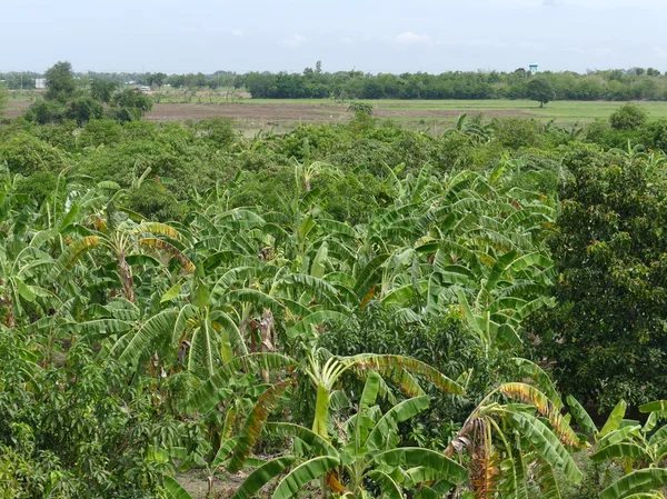 Kebun pisang di pedalaman Thailand — Stok Foto