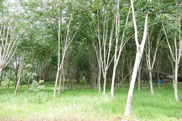 Huerto de árboles de caucho en Tailandia — Foto de Stock