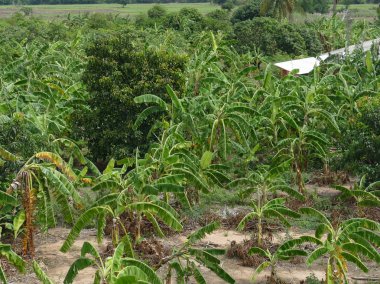 muz orchard kırsal Tayland