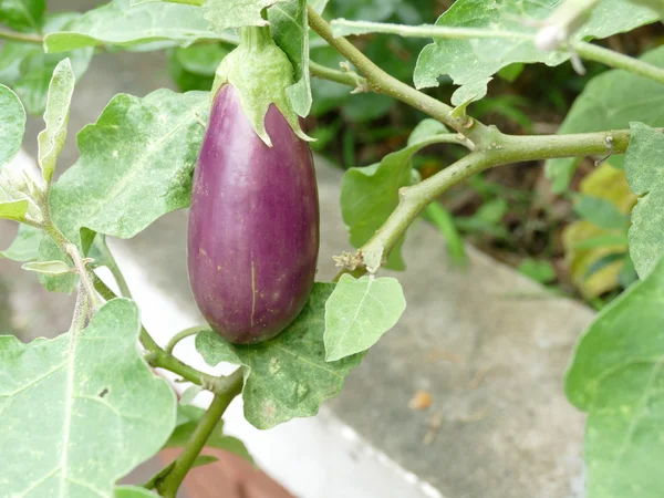 Lila Auberginen — Stockfoto