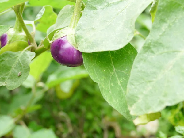 Lila Auberginen — Stockfoto