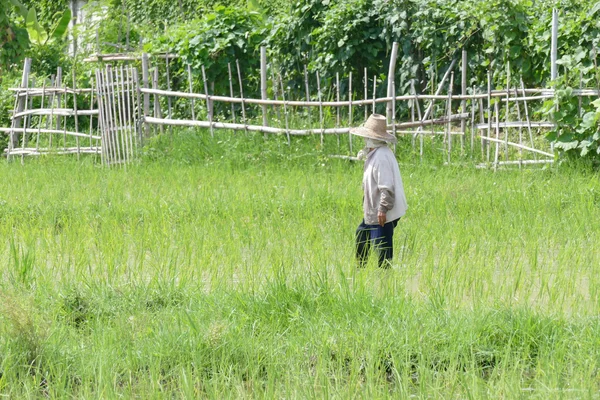 农民收获水稻稻田 — 图库照片