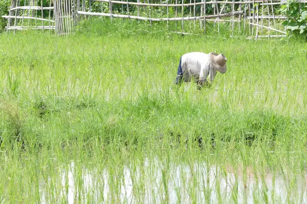 De landbouwer is oogsten rijst in Sawa — Stockfoto