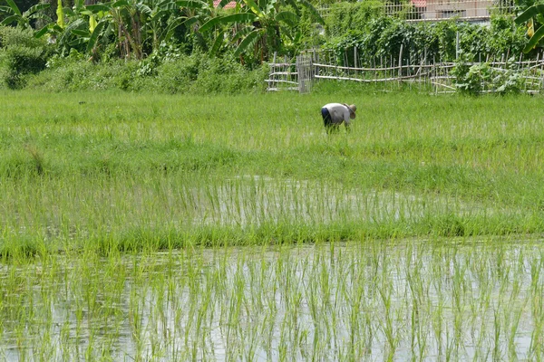 O agricultor está colhendo arroz em campo de arroz — Fotografia de Stock