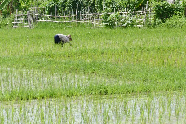 Petani sedang memanen padi di sawah — Stok Foto