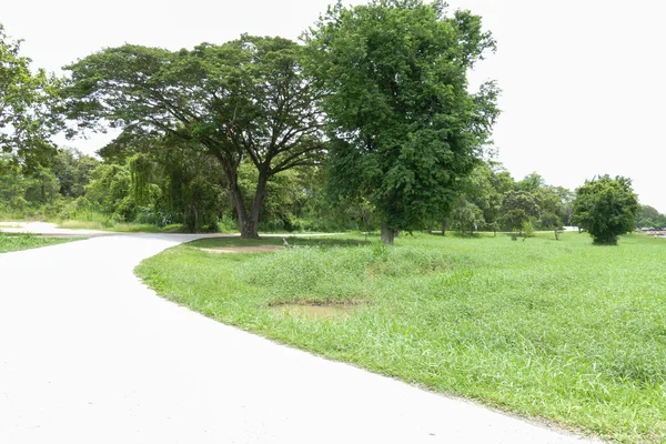 Árbol grande al lado del camino —  Fotos de Stock