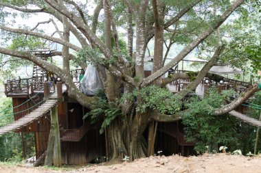 Kafe büyük ağaç üzerinde