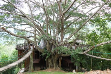 Kafe büyük ağaç üzerinde