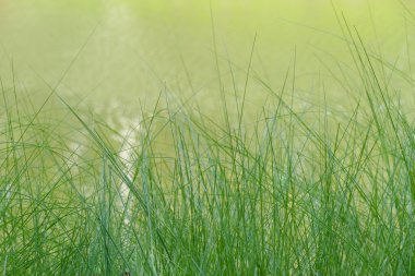 Su birikintisi Waterside çimen