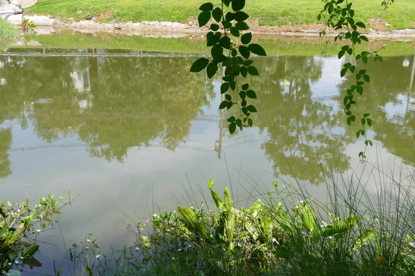 Estanque en el parque — Foto de Stock