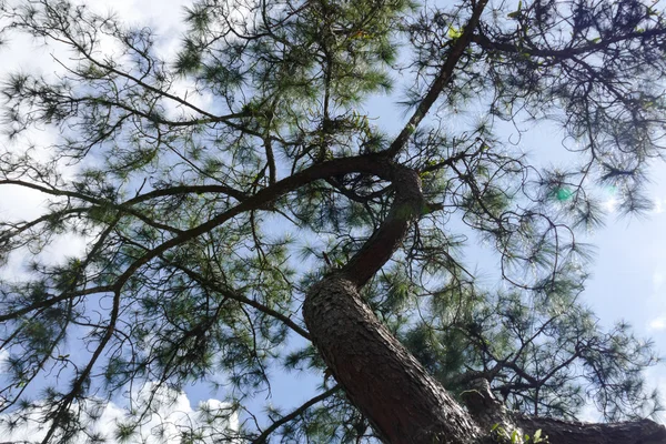 Gren och blad av stora trädet — Stockfoto