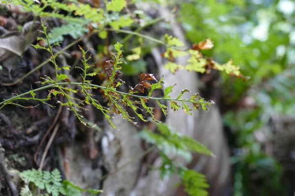 Helecho, rama y planta que crece en el tronco —  Fotos de Stock