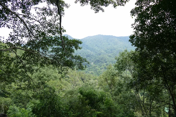 Vista de la montaña y el bosque —  Fotos de Stock